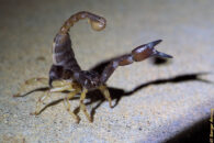 California swollenstinger scorpion in defensive posture. California swollenstinger scorpion defensive posture
