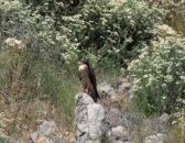 Today's series shows you a story. The main actor is this big red tail hawk who was standing on a rock on the hill facing my house. red-tail hawk