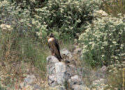 Can you see the little mockingbird on the rock right next to the hawk? red-tail hawk