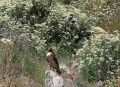The little mockingbird keeps flying above and diving close to the hawk, attempting to make him go away. red-tail hawk and mockingbird