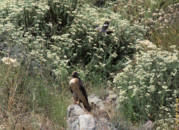 The little mockingbird keeps flying above and diving close to the hawk, attempting to make him go away. red-tail hawk and mockingbird