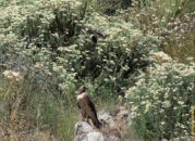 Another impressive acrobatic which, as you will see in the next pics, eventually got the hawk tired of this annoying pipsqueak. red-tail hawk and mockingbird