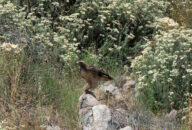 The red-tailed hawk is just taking off... red-tailed hawk taking off