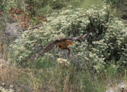 Yes, that's what I thought, it is a snake. There is a red string dangling too from its claws. I suspect the hawk already killed and ripped the snake apart. red-tailed hawk caught a california kingsnake