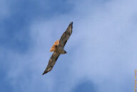 As I was looking up to the sky I saw this second red-tailed hawk who joined the one with the snake in its claws. red-tailed hawk