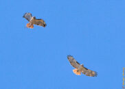 The hawks flew higher, so I couldn't keep them very sharp. But one can still see the snake in this picture. two red-tailed hawks and a snake