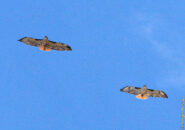 The 2 red-tailed hawks flew in sync for a while. In this picture they are pretty sharp, but the snake is not as visible in the next pictures. two red-tailed hawks flying, with snake