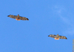 The 2 red-tailed hawks flew in sync for a while. In this picture they are pretty sharp, but the snake is not as visible in the next pictures. two red-tailed hawks flying, with snake