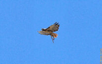 The red-tailed hawk holding a California kingsnake in its claws red-tailed hawk holding a California kingsnake in its claws