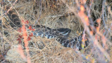 I think this is the same diamondback rattlesnake I met a couple of months ago. He was laying there in front of the hole. Diamondback rattlesnake