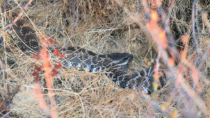 I think this is the same diamondback rattlesnake I met a couple of months ago. He was laying there in front of the hole. Diamondback rattlesnake