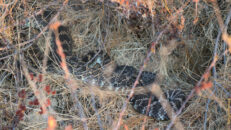 As I moved around to see different angles I discovered that there is a baby rattlesnake right in front of his/her head. One can also see its rattle in this pic. diamondback rattlesnake