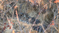 Then, to my amazement, another baby rattlesnake started slithering down from the dried bush next to the adult. diamondback rattlesnake