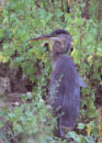 As I came through bushes next to the lake, I found myself right next to this great blue heron. Strangely enough, he did not get scared. great blue heron