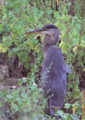 As I came through bushes next to the lake, I found myself right next to this great blue heron. Strangely enough, he did not get scared. great blue heron