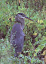 He just looked at me from one eye, then turned his head to look at me from the other. great blue heron