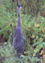 As you can see, he raised his head up his long neck to check out the best path away from me. great blue heron
