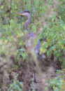 This is the last pic I could take of him before he disappeared into the greenery. great blue heron
