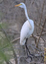 But moving stealthily I was also able to get close to this great egret. great egret