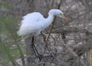 He's shaking his feathers. To think that this is another bird that was almost hunted into extinction for its feathers, which were used as decoration for ladies hats... great egret