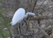 Scratching his neck with his claw is a behavior I had never seen before. great egret
