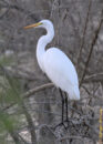 I end this series with a picture of this great egret in the most classic pose as I think this shows best the elegance and beauty of this bird. great egret