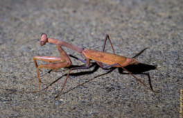 I found this praying mantis on the sidewalk at night. It's the first time I see one that look like a dead leaf. Some mantis even look like an orchid flower. praying mantis