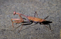 I found this praying mantis on the sidewalk at night. It's the first time I see one that look like a dead leaf. Some mantis even look like an orchid flower. praying mantis