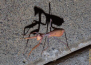 This shot is just for the shadow. I wished I had been able to get only the shadow, but it only occurred to me as I reviewed the pics. Next time... Praying mantis