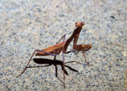 A couple of interesting things in this pic: the head turned completely to the left, and there is some green thing in its mouth. praying mantis