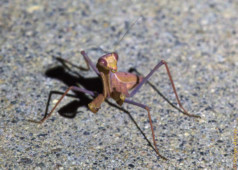 As I moved to the other side it turned its head to follow me. You can still see the green spot at its mouth. Let's take a closer look... Praying mantis