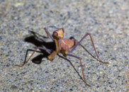 As I moved to the other side it turned its head to follow me. You can still see the green spot at its mouth. Let's take a closer look... Praying mantis