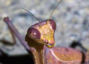 It looks to me like the leg of an insect sticking out of its mouth. Perhaps it caught a bit of grass with it? praying mantis
