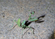 Contrarily to most praying mantis I have seen, this one has its abdomen curled up. According to some articles I read, this is the male calling posture which virgin females exhibit every day until they have mated. praying mantis