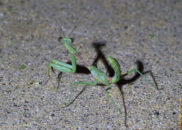 This picture shows 2 interesting things. First, the head is turned all the way to its right. Praying mantis are the only insect able to do that. Second, this individual's body imitates leaves, showing even browning areas such as where leaves are dying. praying mantis