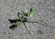 Praying mantis can jump with extreme precision. Check out the post, I include a link to a video that shows and explains how they can do that. praying mantis