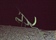 The female praying mantis may eat the male after mating. But research shows that this behavior is not unique to the praying mantis. Many other insects do that, as well as arachnids. Thankfully, this practice has not spread to homo sapiens :-p praying mantis