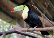 Costa Rica - La Paz Waterfall Gardens. Keel-billed toucan. Costa Rica - La Paz Waterfall Gardens. keel-billed toucan
