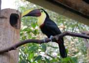 Costa Rica - La Paz Waterfall Gardens. Yellow-throated toucan Costa Rica - La Paz Waterfall Gardens. yellow throated toucan