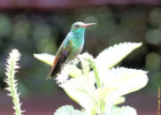 Costa Rica - La Paz Waterfall Gardens. Rufous-tailed hummingbird. Costa Rica - La Paz Waterfall Gardens. Rufous-tailed hummingbird