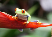 Costa Rica - La Paz Waterfall Gardens. Red-eyed treefrog Costa Rica - La Paz Waterfall Gardens. Red-eyed treefrog