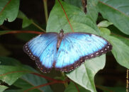 Costa Rica - La Paz Waterfall Gardens. Blue morpho butterfly with wide open wings Costa Rica - La Paz Waterfall Gardens. Blue morpho butterfly
