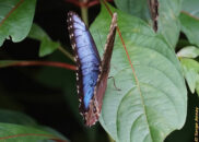 Costa Rica - La Paz Waterfall Gardens. Blue morpho butterfly closing its wings Costa Rica - La Paz Waterfall Gardens. Costa Rica - La Paz Waterfall Gardens. Blue morpho butterfly
