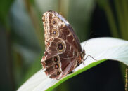 Costa Rica - La Paz Waterfall Gardens. Blue morpho butterfly closed wings from the side. Costa Rica - La Paz Waterfall Gardens. Costa Rica - La Paz Waterfall Gardens. Blue morpho butterfly
