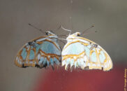 Costa Rica - La Paz Waterfall Gardens. Malachite butterfly Costa Rica - La Paz Waterfall Gardens. Costa Rica - La Paz Waterfall Gardens. Malachite butterfly