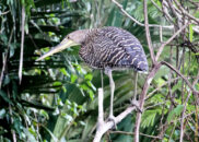 Here we have a juvenile bare-throated tiger heron. The next picture shows an adult specimen. juvenile bare-throated tiger heron