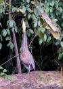 Adult bare-throated tiger heron. Adult bare-throated tiger heron.