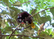 I was very lucky to catch this Montezuma's oropendola in the action of eating a berry. But it was high up in the branches, so couldn't get a picture of the wings feathers, which are a pretty brown. Montezuma's oropendola