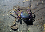 This blue land crab is a nocturnal animal who lives in deep burrows dug in mangroves and wet forests. blue land crab