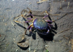 This blue land crab is a nocturnal animal who lives in deep burrows dug in mangroves and wet forests. blue land crab